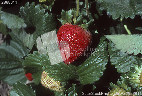 Image of Single Strawberry on Plant