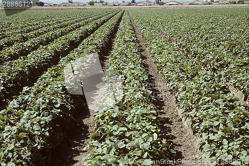 Image of Rows of strawberry plants in a field