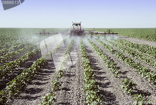 Image of Spraying young cotton plants in a field