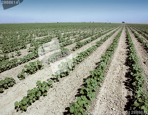 Image of Rows of young cotton plants growing in a field