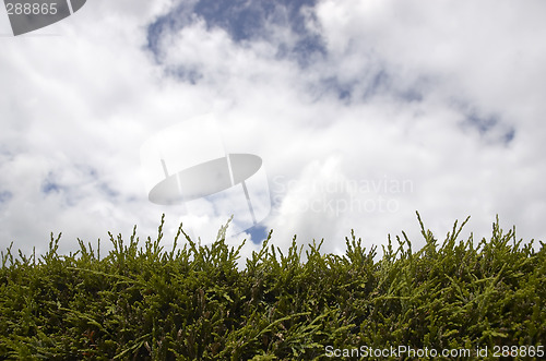 Image of Hedge and sky