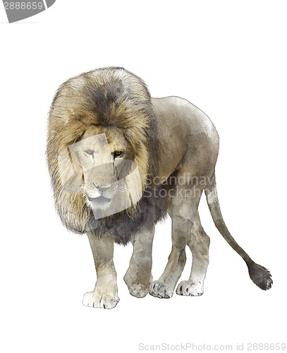 Image of Watercolor Image Of  Walking Lion