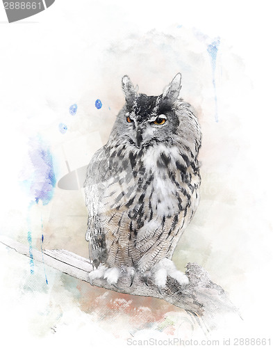 Image of Watercolor Image Of  Owl