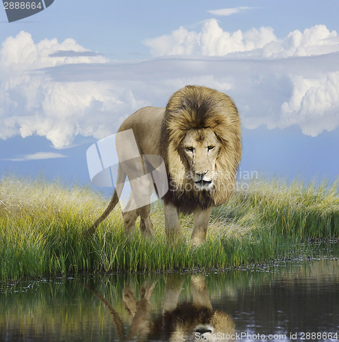 Image of Lion