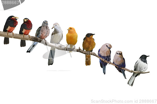 Image of Birds Perching