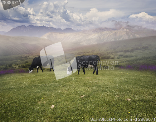 Image of Grazing Cows 