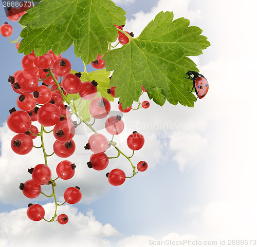 Image of Red Currant With Leaves