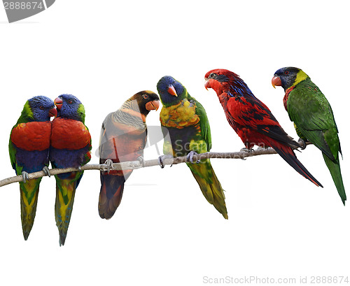 Image of Colorful Parrots