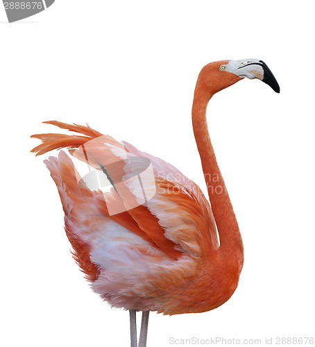 Image of Flamingo Bird 