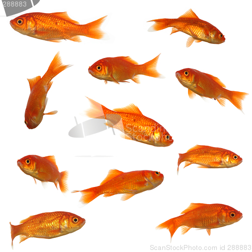 Image of Many goldfish