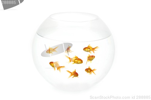 Image of Gold fish in bowl