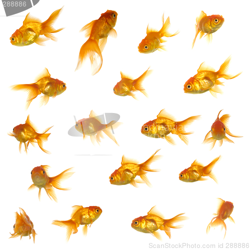 Image of Gold fish collection