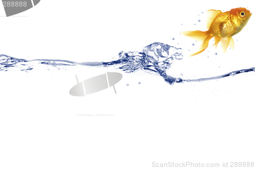 Image of Gold fish jumping