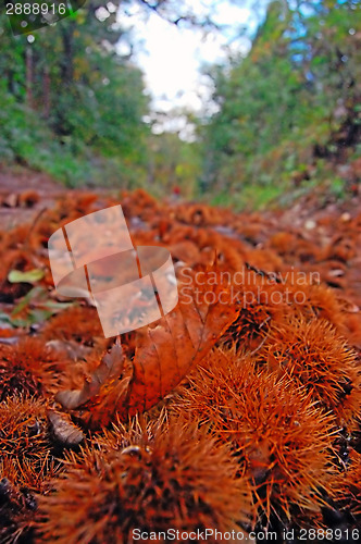 Image of Chestnut