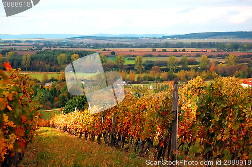 Image of Vineyard