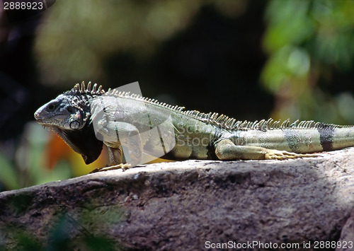 Image of Iguana