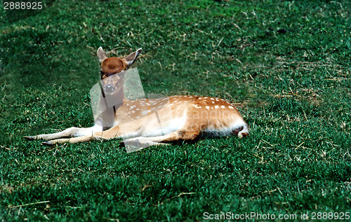 Image of Deer