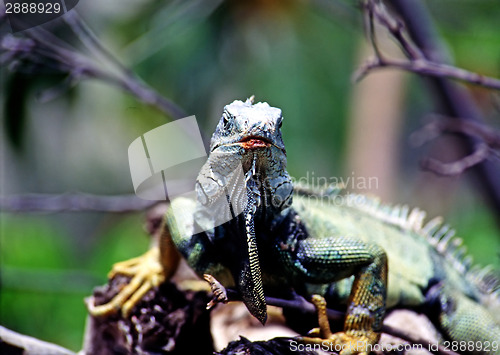 Image of Iguana