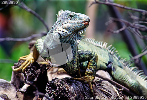 Image of Iguana