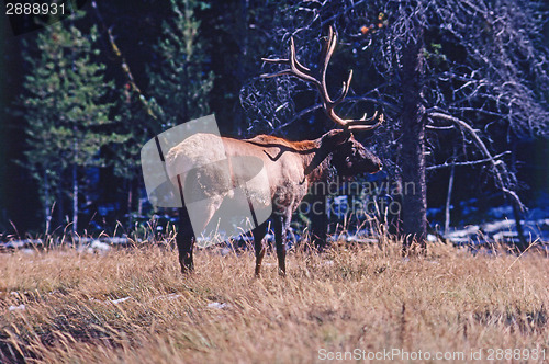 Image of Elk