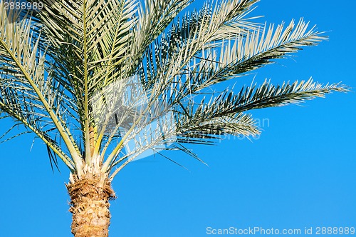 Image of Green palm