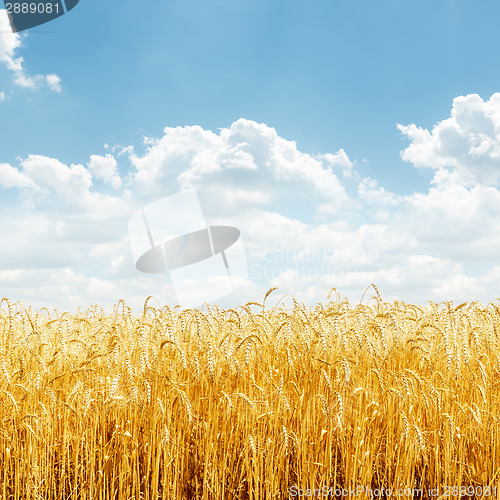 Image of golden wheat on field and blue sky with clouds