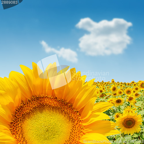 Image of sunflower closeup on field. soft focus