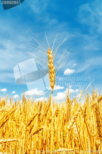 Image of golden barley on field. soft focus