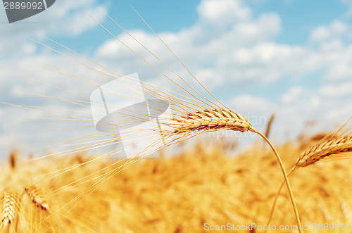 Image of ripe ear of wheat on field