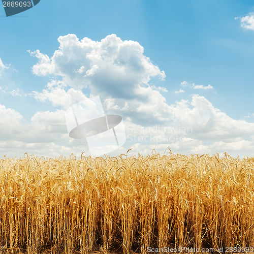 Image of golden harvest field and cloudy sky