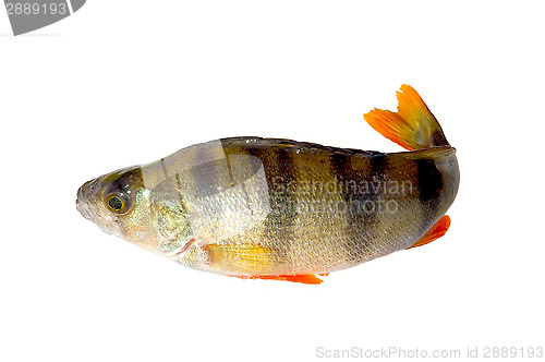 Image of Perch fish.