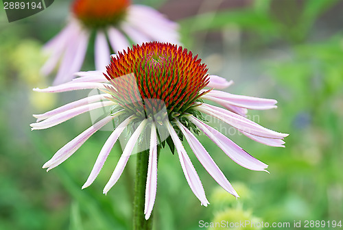 Image of Echinacea flower.