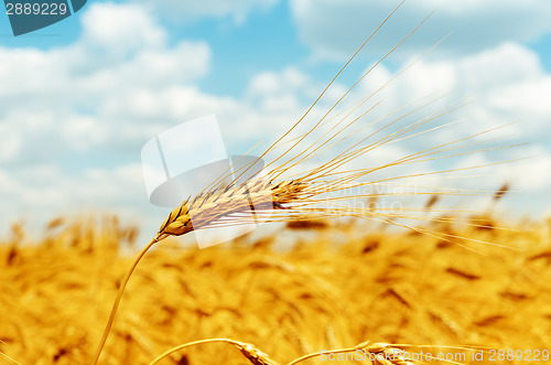 Image of rip ear of wheat on field