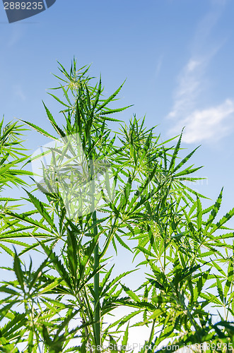 Image of bush of marijuana under sunlight