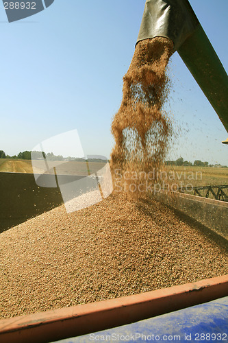 Image of Harvest time