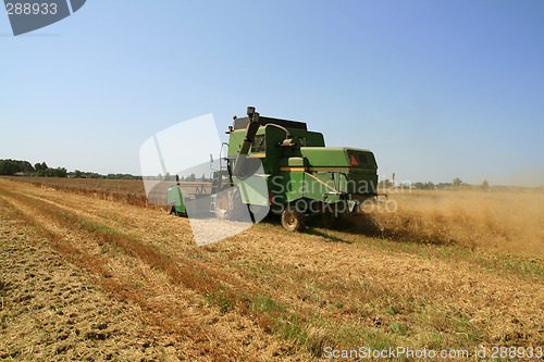 Image of Wheat harvest