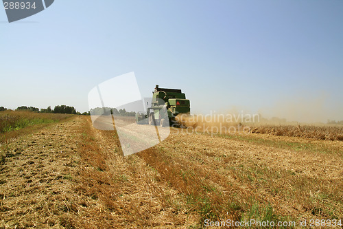 Image of Wheat harvest