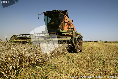 Image of Harvest time