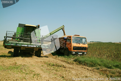 Image of Wheat harvest