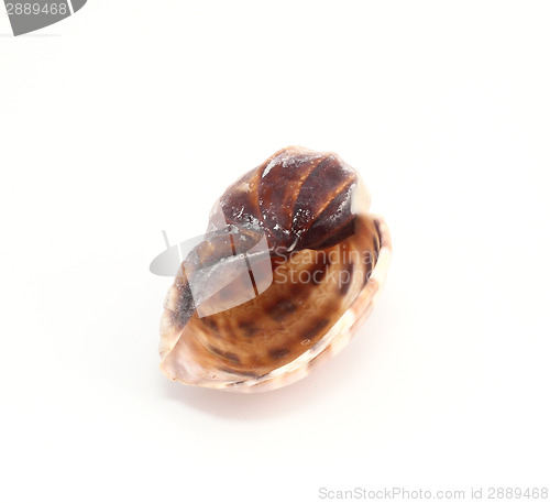 Image of Shell 