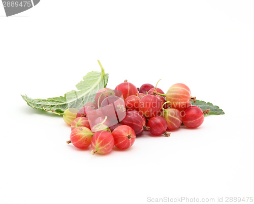 Image of Gooseberry