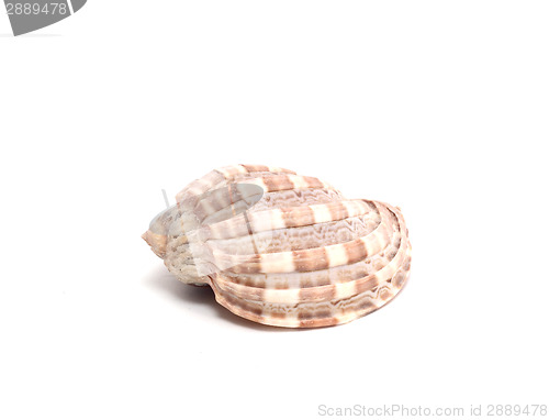 Image of Shell