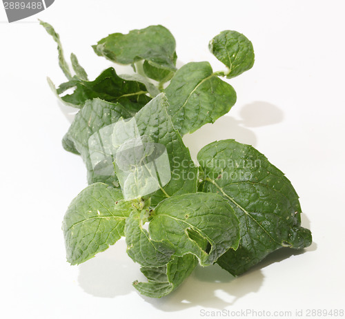 Image of fresh mint 