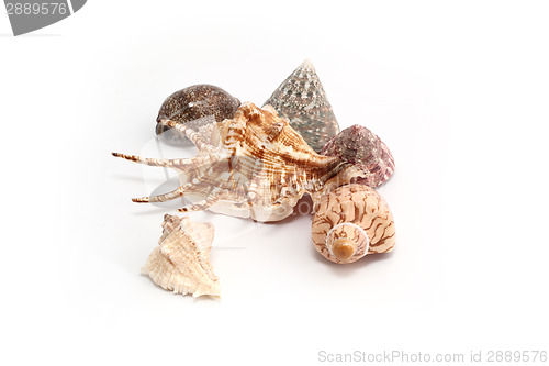 Image of Shell