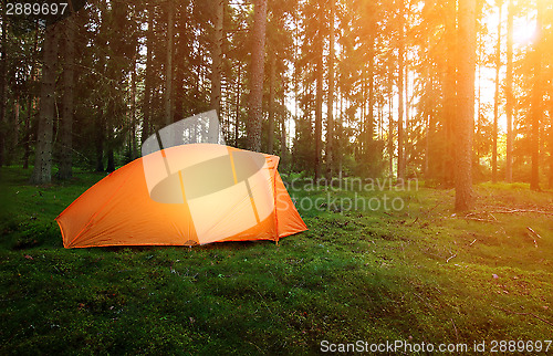 Image of Camping in the Forest