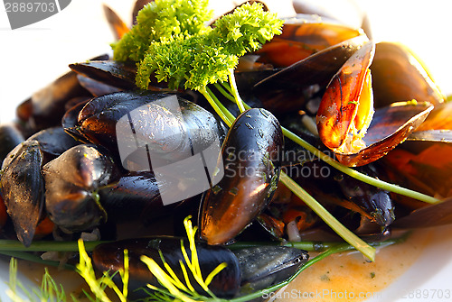 Image of Fresh mediterranean clams