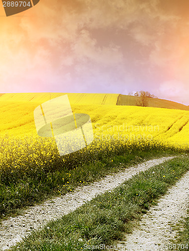 Image of yellow field with oil seed rape in early spring