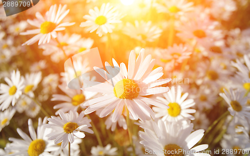 Image of Wild daisies