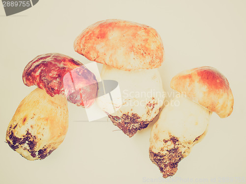 Image of Retro look Porcini Mushroom