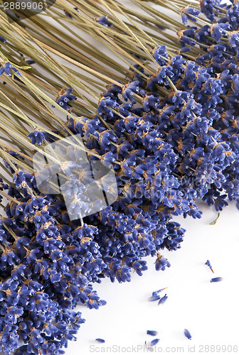 Image of Dried Lavender